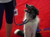 Shazam Wins Agility Crown At World Dog Expo