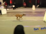 Flyball: The Fastest Team Dog Sport