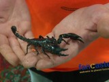 Pet Scorpions