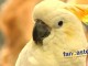 A Sanctuary For Parrots As Featured at Super Pet Expo