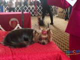 Progressive Dog Show Features Toy Breeds