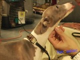 Italian Greyhounds Are The Second Fastest Dog On Earth