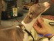Italian Greyhounds Are The Second Fastest Dog On Earth