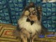 Pet Fashion Show Raises T..