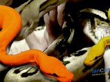 Pythons Showcased at Super Pet Expo