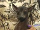 The Xoloitzcuintli Has A Storied Ancient Past