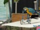 Exotic Bird Show