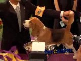 Beagle named Uno wins Best In Show at 132nd Westminster Kennel Club Dog Show