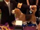 Beagle named Uno wins Bes..