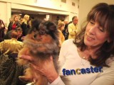 Stunning Blue Merle Pomeranian at 2011 Westminster Dog Show