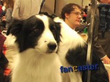 Backstage at Westminster Dog Show