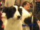 Backstage at Westminster ..