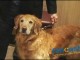 Therapy Dogs Save Lives